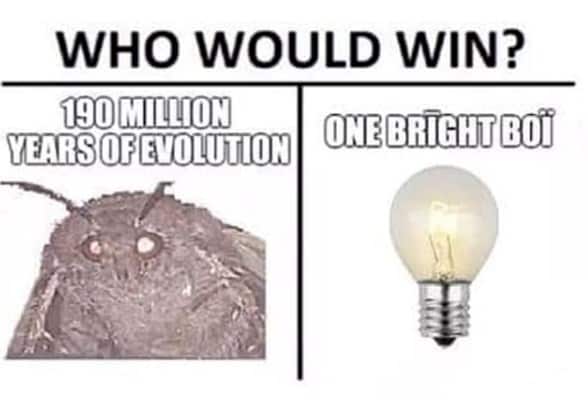 moth memes viral instagram twitter 15