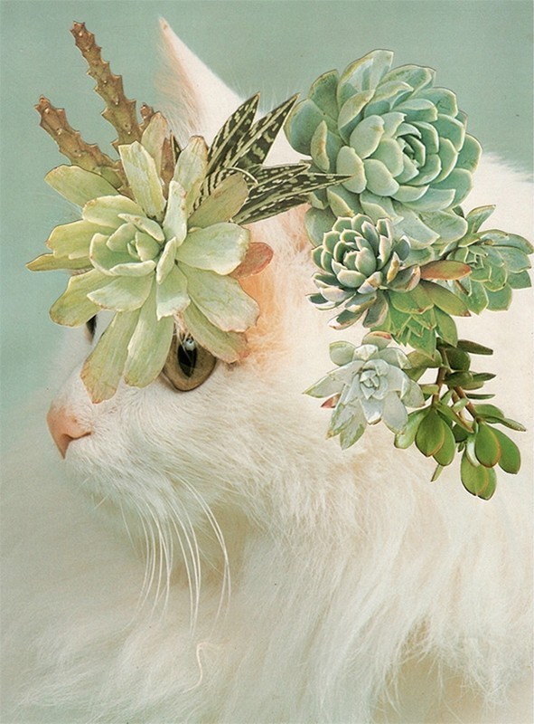 CATS AND PLANTS BY STEPHEN EICHHORN