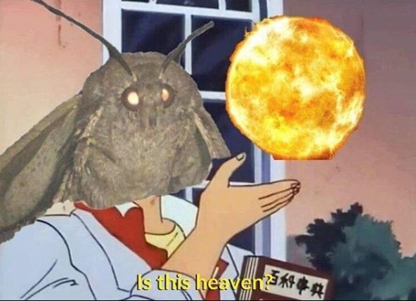 moth meme