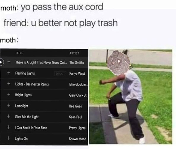 moth memes viral instagram twitter 9