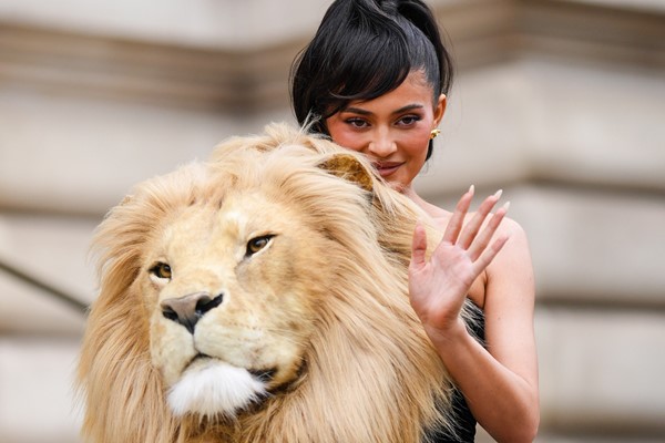 Contour Fajas - The lion queen @iamreemarkable looking incredible