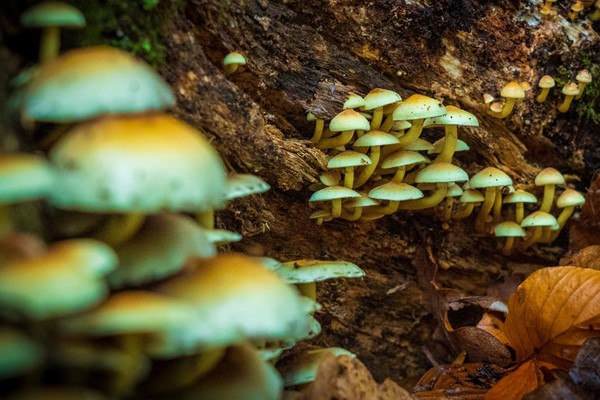 Australia is legalising mushrooms and MDMA for medical use