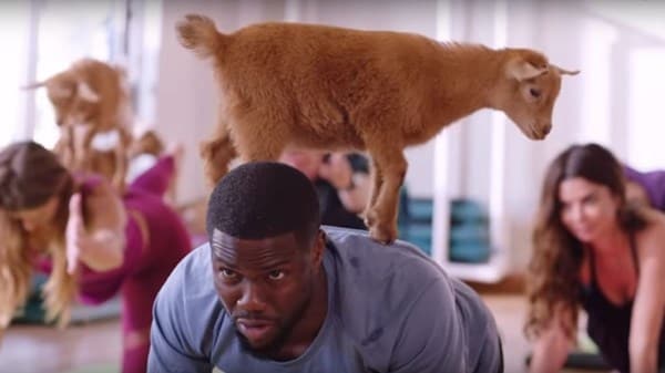 Goat yoga