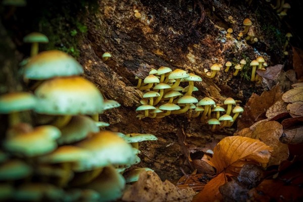 So you want to start microdosing mushrooms? | Dazed