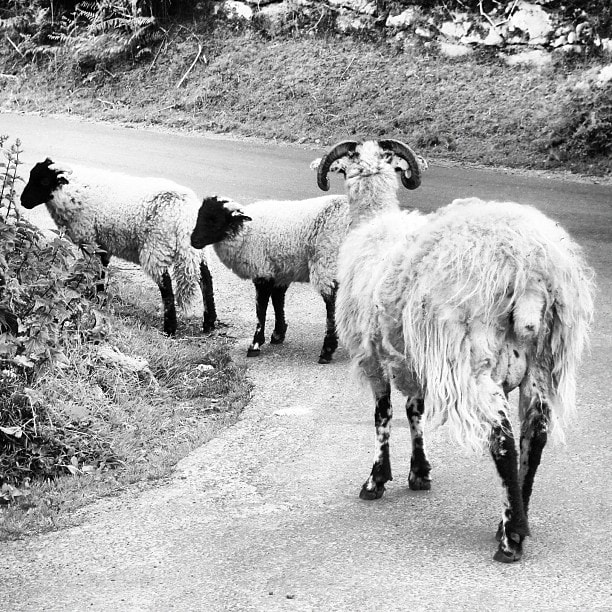 Dartmoor sheep (@ben_toms 3