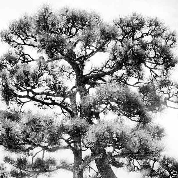 	Trees in Kamakura, Japan (@ben_toms) 2