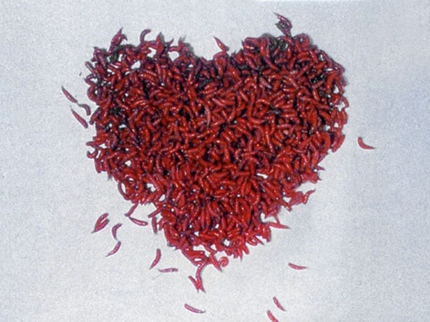 Image 0