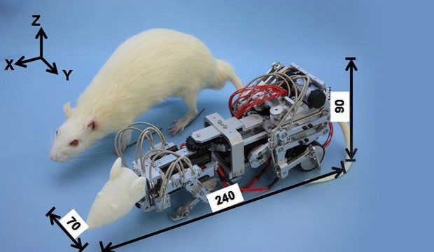 ratbot2-1360741943809-1360776782921