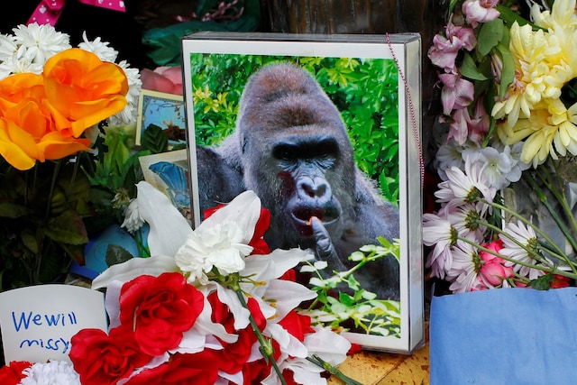harambe shrine