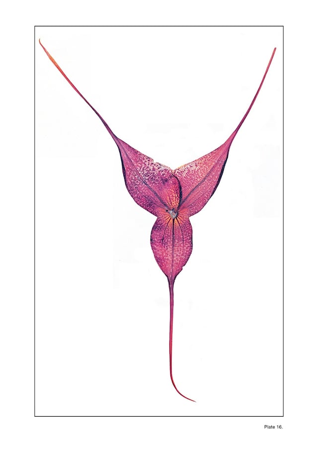 Plate 16: NICK KNIGHT Flora Edition, 1997 - 2010 D 3