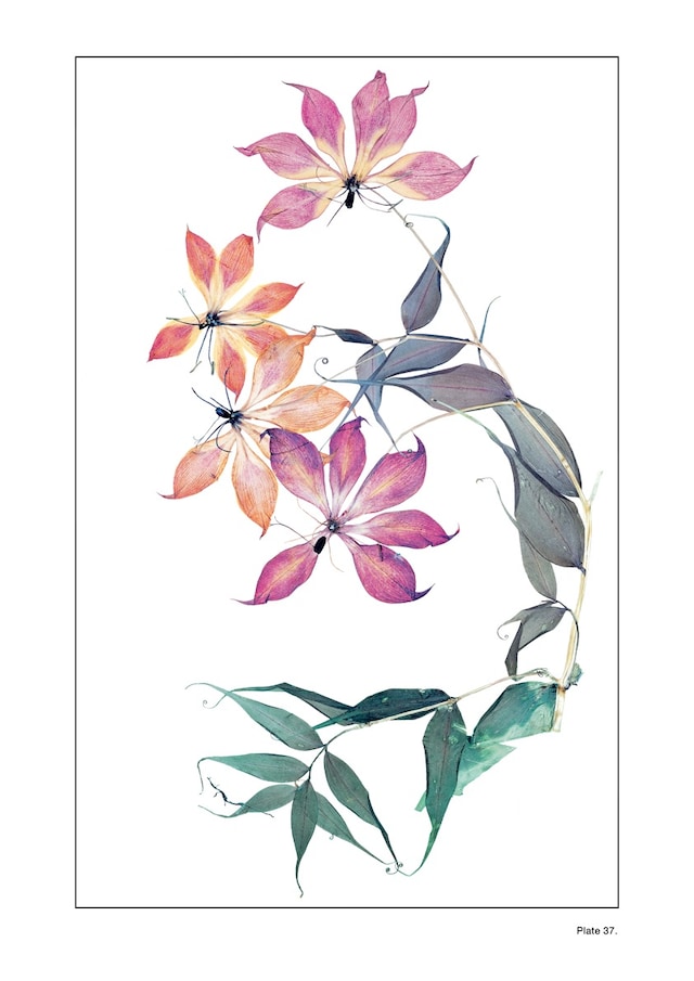 Plate 37: NICK KNIGHT Flora Edition, 1997 - 2010 G 2