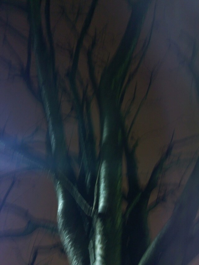 WP_20121206_020 1