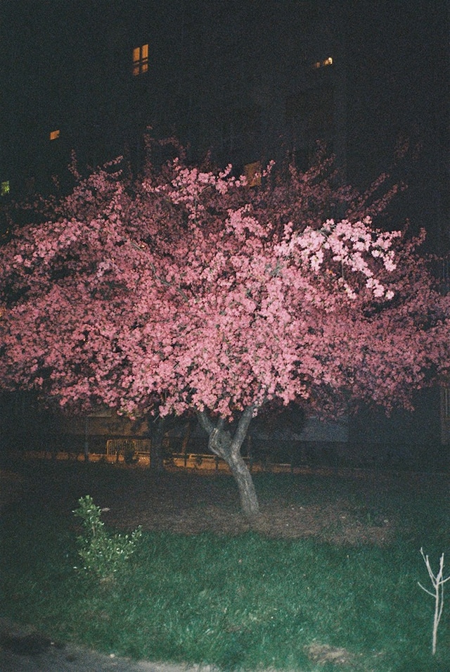 cherry 1