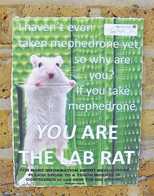 lab-rat-on-mephedrone
