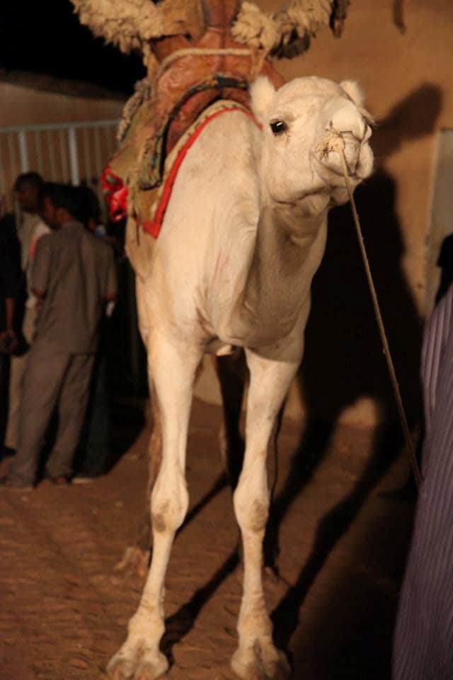 FiSahara©JoséphineDouet5 12