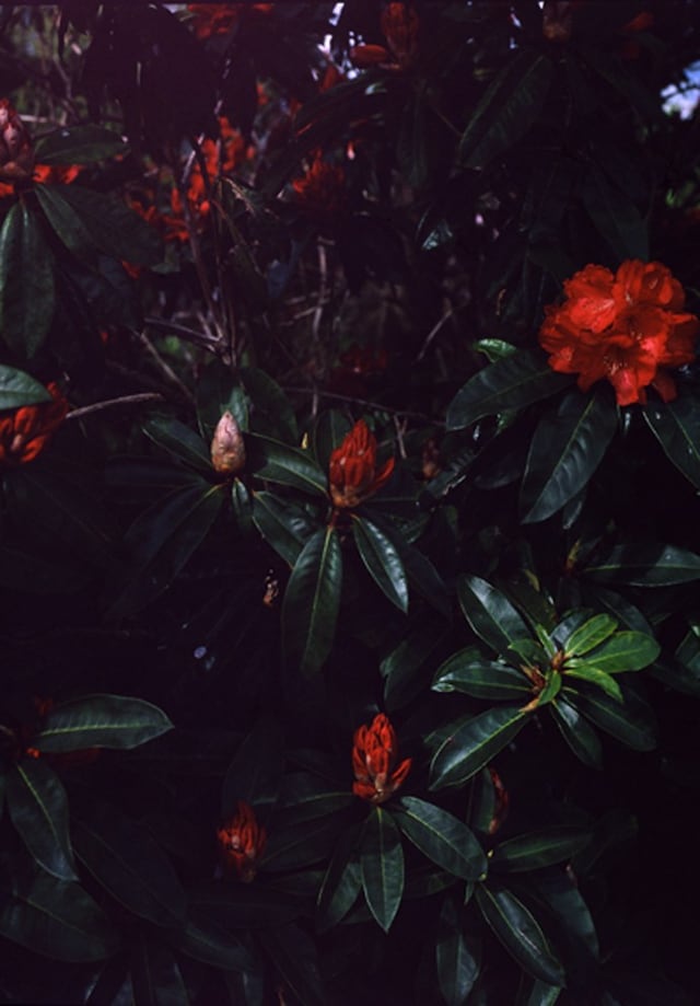 Tine Bek Showcase 10