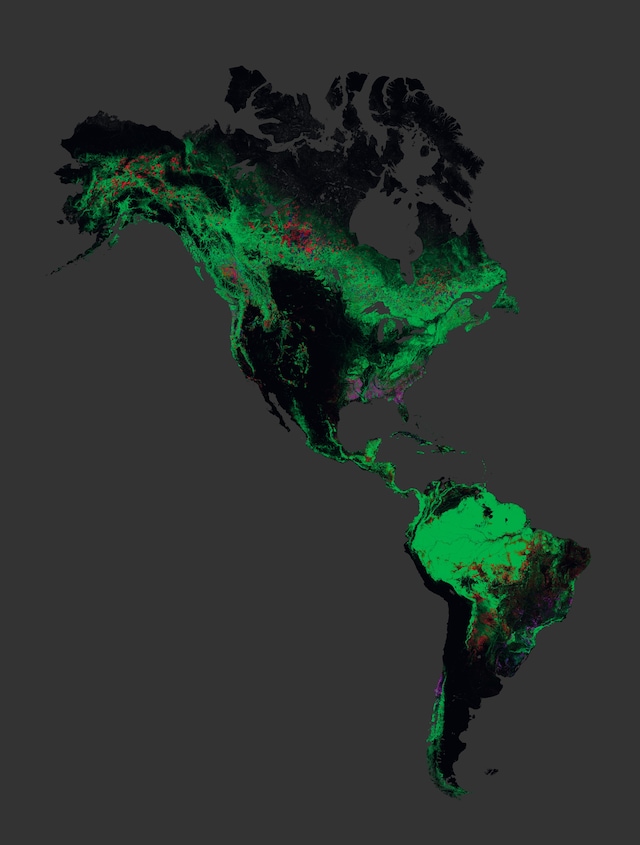 Global forest change