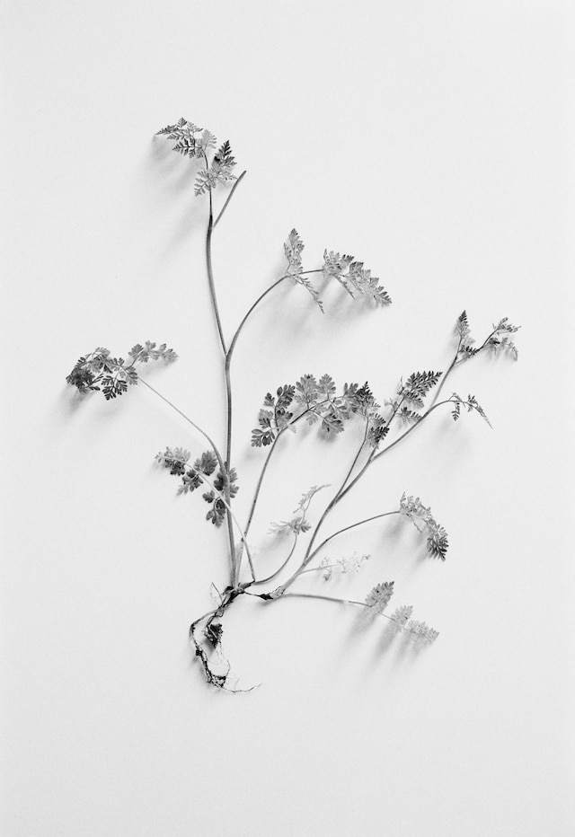 Benjamin Huseby – Weeds &amp; Aliens 2