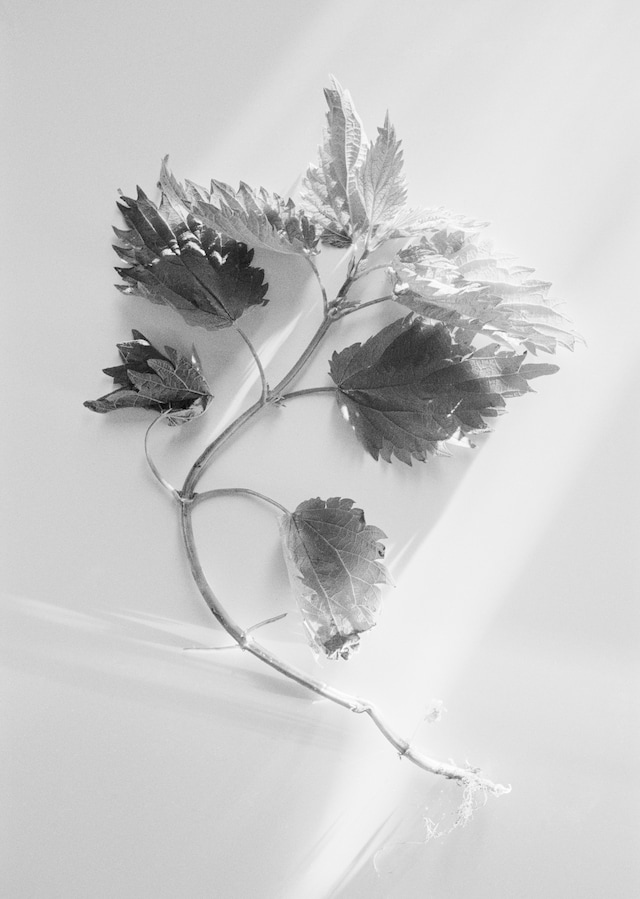 Benjamin Huseby – Weeds &amp; Aliens 9