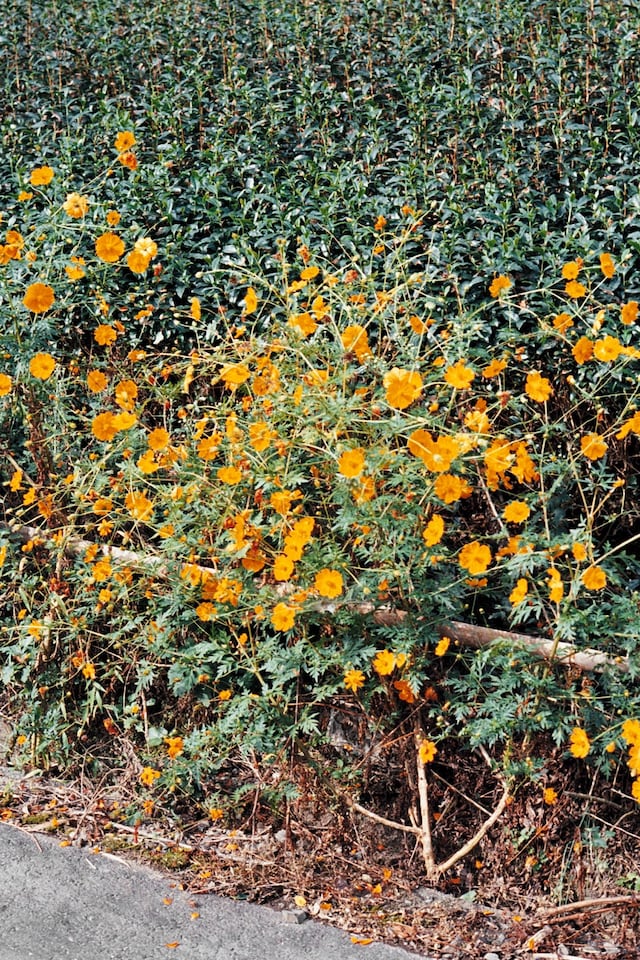 Chris Rhodes Japan 5