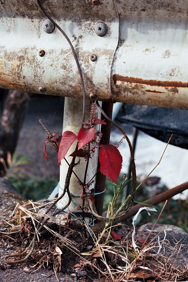 Chris Rhodes Japan 16