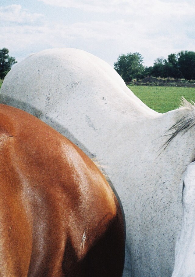 Mate Moro, photography series, Dazed 6