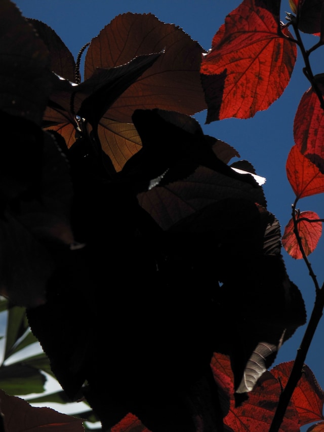 Vivian Sassen’s Umbra, courtesy Prestel UK 3