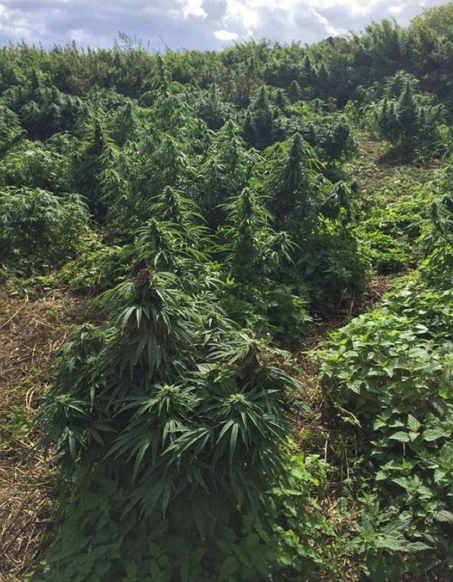 Actual weed forest found in London | Dazed