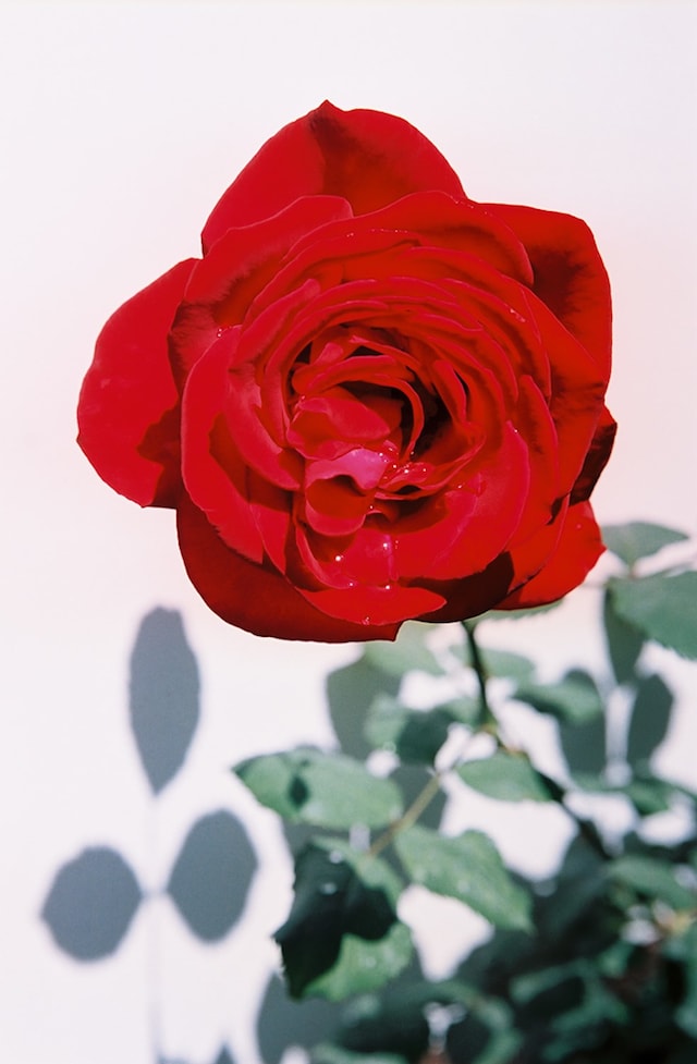 18_LOGAN WHITE, Lovely Thorns, Singing Vultures (r 1