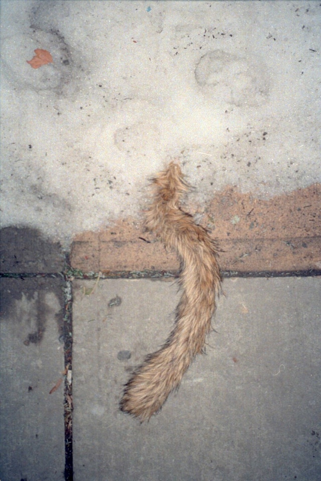 Todd Fisher 18