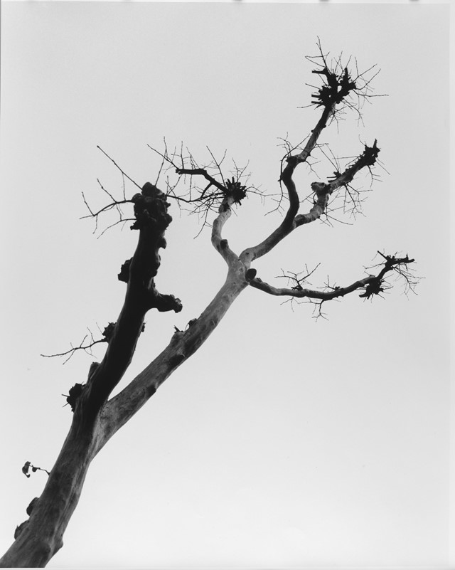 Nobuyoshi Araki, Nu Tokyo (Tokyo Nude) 1989/2005
