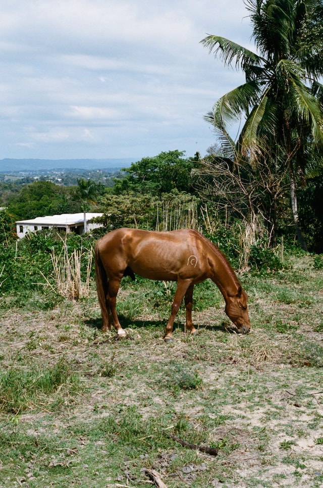 Trinity Ellis’ Puerto Rico 15