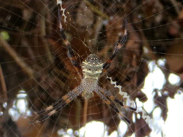 Spider 11