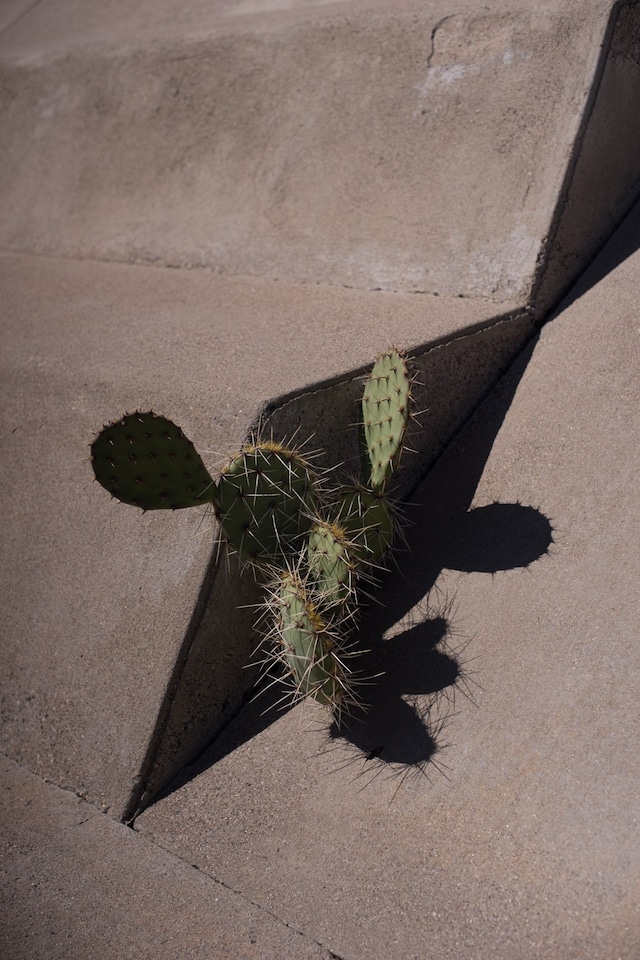 FORM Arcosanti 2016 22