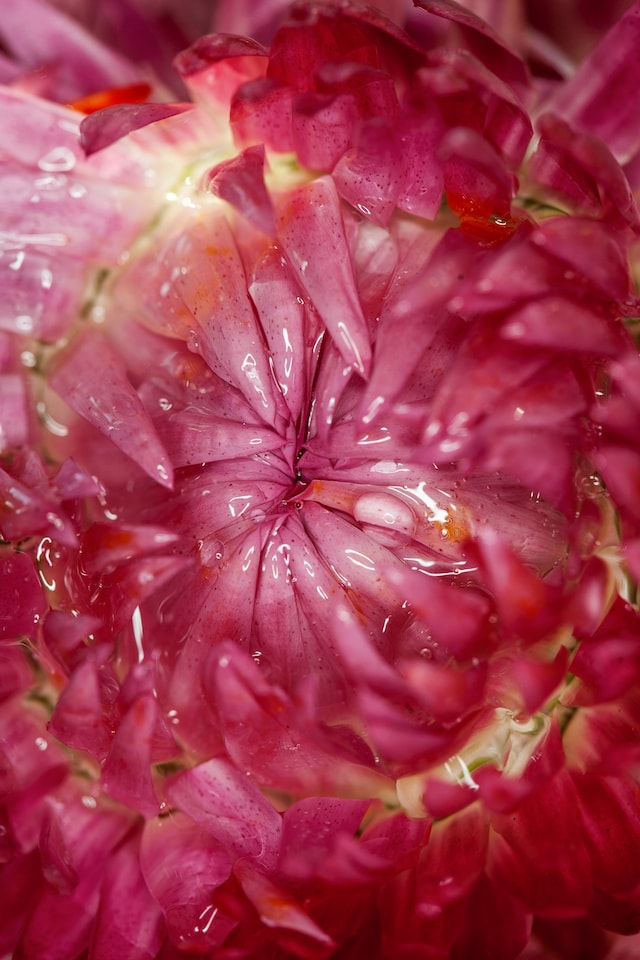 Maisie Cousins’ grass, peonie, bum 2