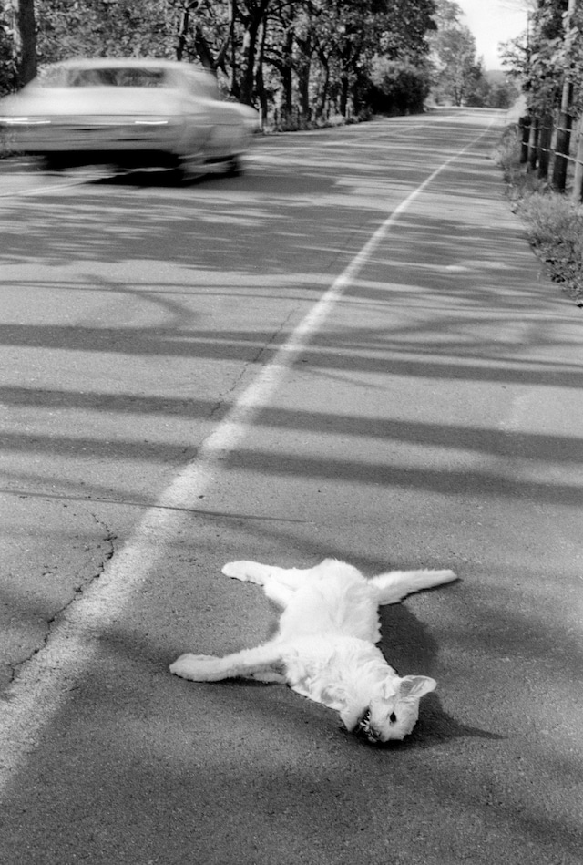 Ballenesque, Roger Ballen: A Retrospective 15