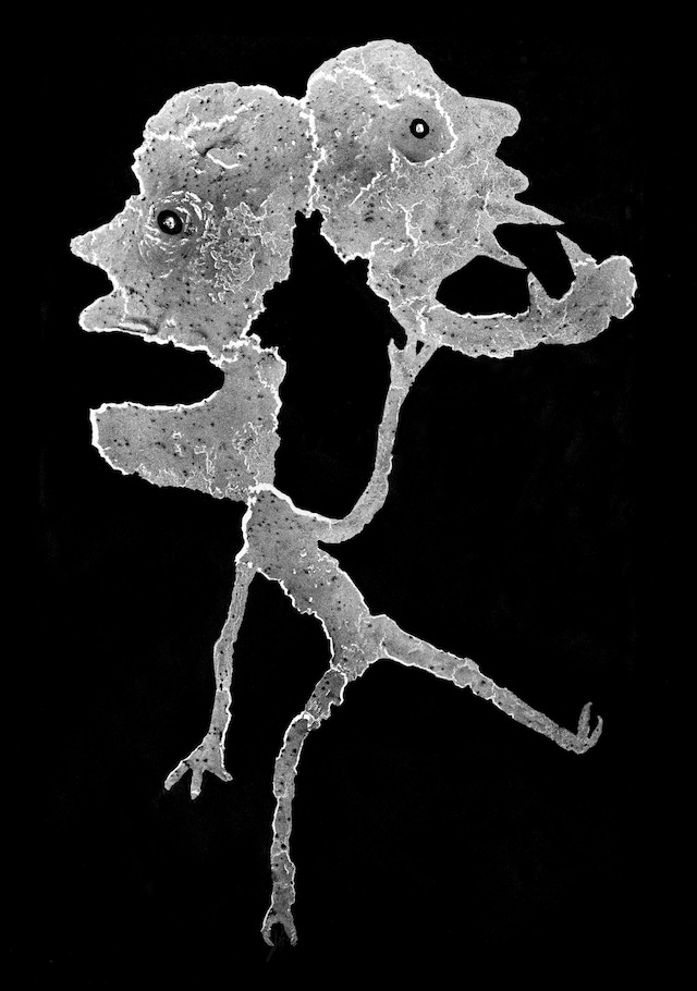 Ballenesque, Roger Ballen: A Retrospective 7