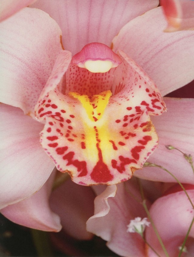 Nobuyoshi Araki at the Museum of Sex 2018