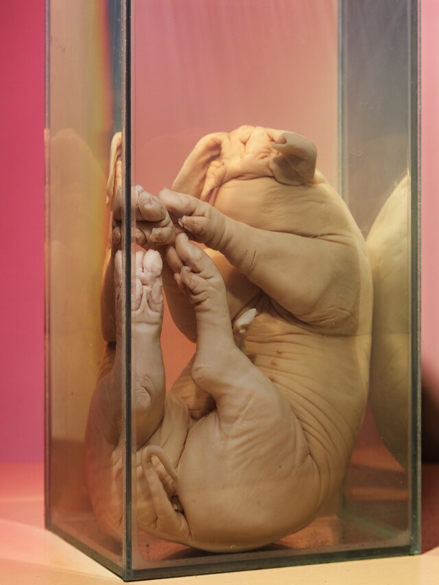 Foam Talent 2019, Valentine Bo 4