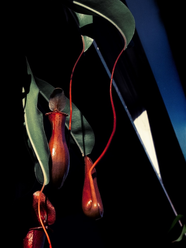 Jack Davison’s Photographs 1