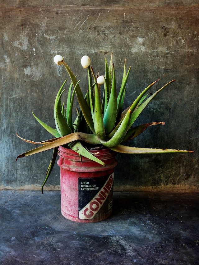 Pieter Hugo Brujer&#237;a 2
