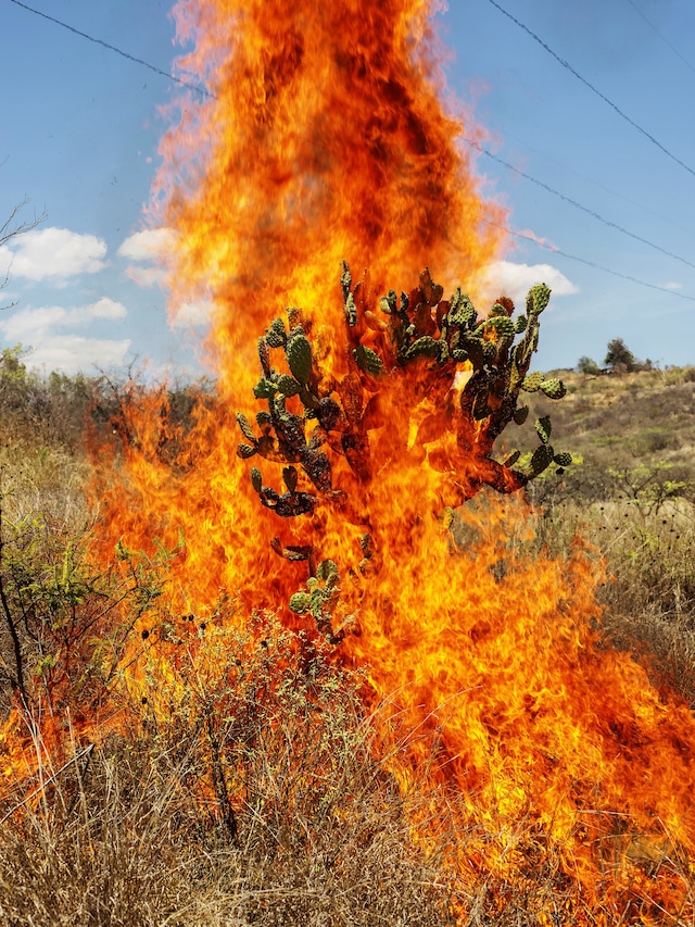 Pieter Hugo Burning Bush 3