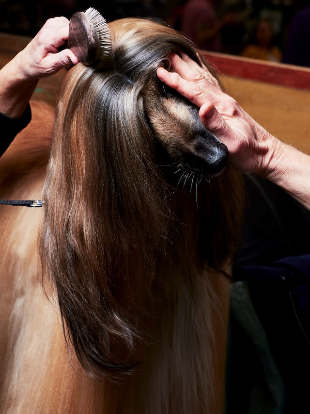 Crufts_DB__014 (1)