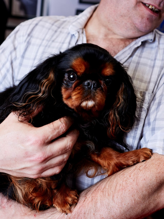 Crufts Dazed Beauty 22