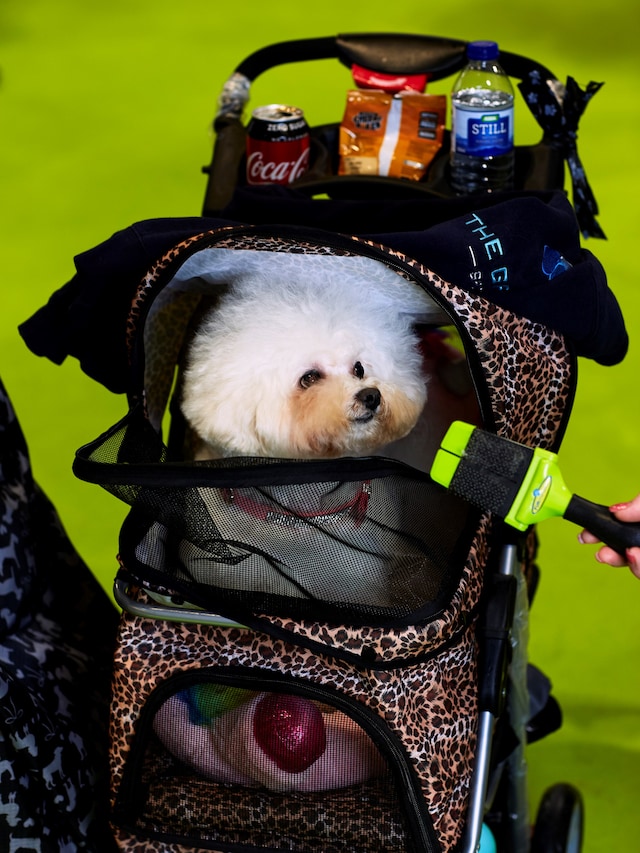 Crufts Dazed Beauty 19