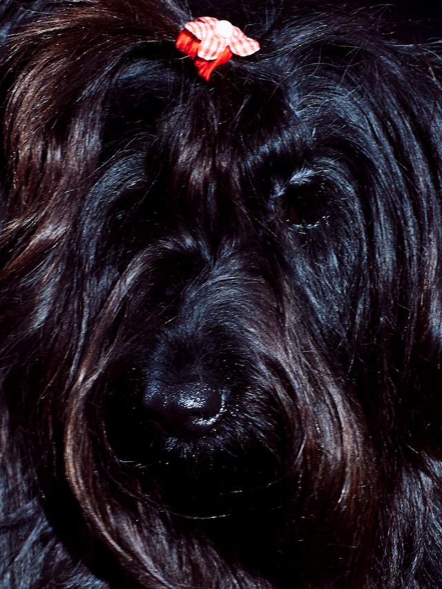 Crufts Dazed Beauty 14