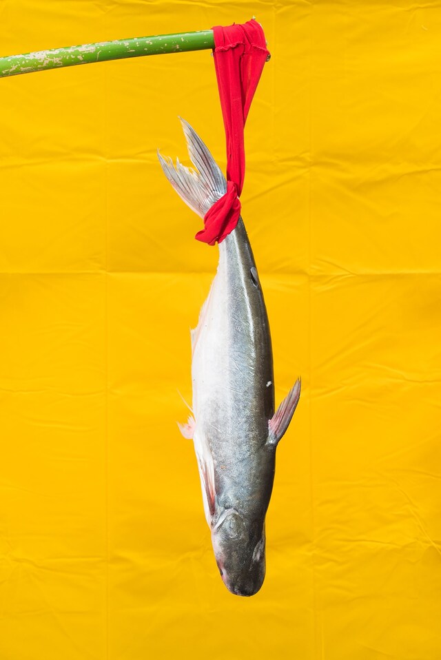 From the series Charlie Surfs on Lotus Flowers C S 0