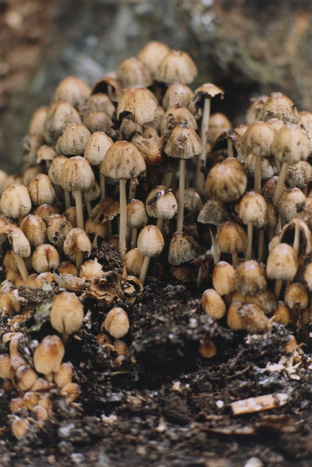 Conner Ives website 2021 13