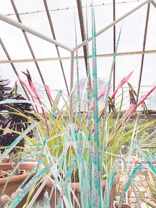 Georgia Janes, “Garden of Elowan”, Open Space (2022) 1