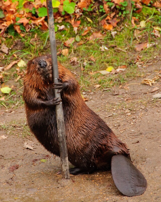 Pole_Dancing_Beaver_(4154614438)